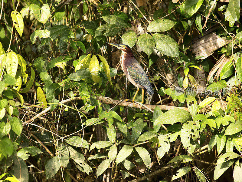 大自然背景与绿鹭(butortuguero virescens)坐在一棵树上，托图盖罗国家公园，哥斯达黎加